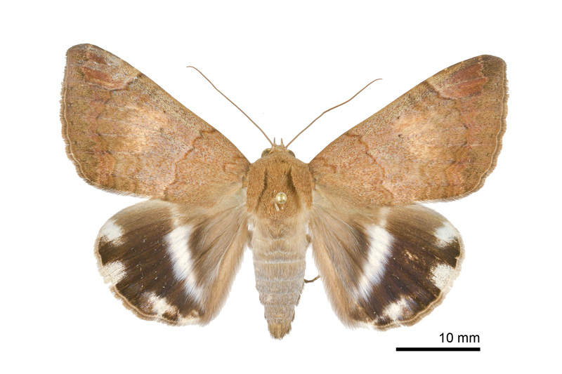 Achaea janata Male
